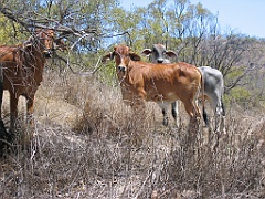 CairnsTC231 Tablelands